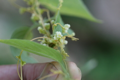 Cuscuta chinensis